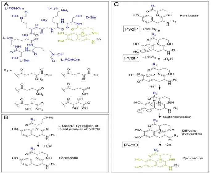 Figure  2  :  Aspects  structurels  des  pyoverdines.  (A)  La  structure  de  la  pyoverdine  de  P