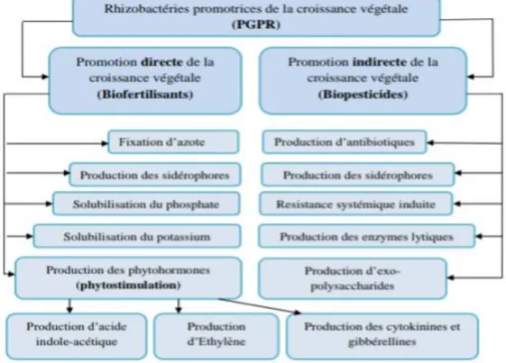 Figure 5 : Les effets directs des PGPR sur la croissance des plantes ( Gupta, Parihar et al., 2015)  Les  Pseudomonas  sont  des  agents  de  lutte  biologique  contre  plusieurs    bactéries  et  champignons  phytopathogènes    (Xue  et  al.,  2013)