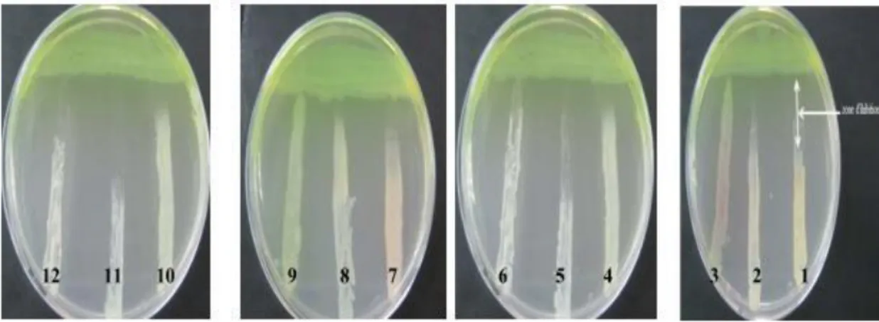 Figure 12 : Activité antagoniste de la souche P8 vis-à-vis des souches ciblent. (Dahah, 2017) 1: Staphylococcus aureus                                     7: Proteusvulgaris ATCC 6380 