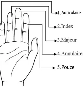 Figure 2.2 Anatomie de la paume de la main droite 4.3.1 Description 