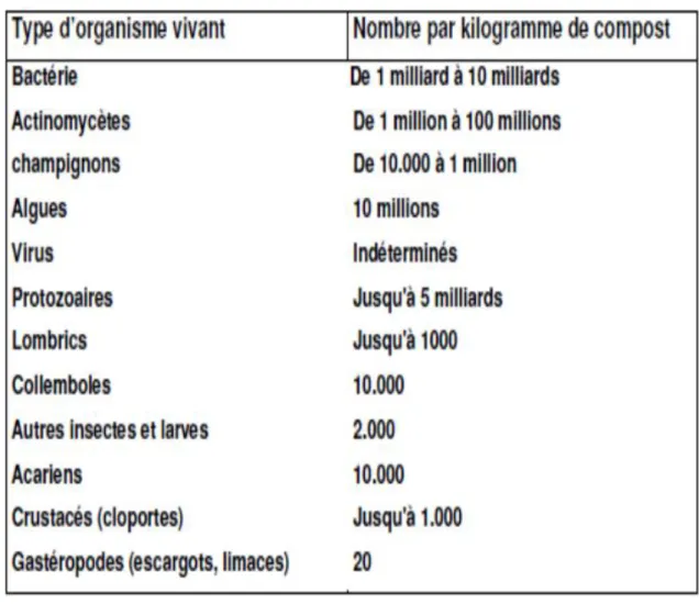 Tableau  1  :  Quantité  d’êtres  vivants  intervenant  à  un  moment  ou  à  un  Autre pendant le compostage (Zeglels et Masscho,1999) 