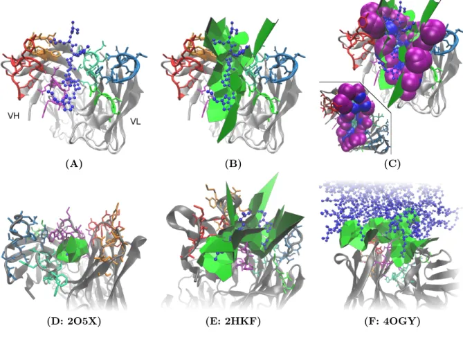 Fig. S 3 Voronoi interface model of an Immunoglobulin - Antigen (Ig - Ag) complex, defined from the solvent accessible model of the crystallographic complex