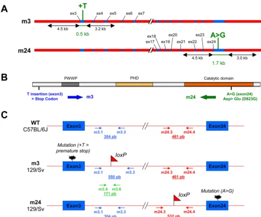 Fig. S1. Generation and characterization of the hypomorphic Dnmt3b mouse mutant mEx3/mEx24