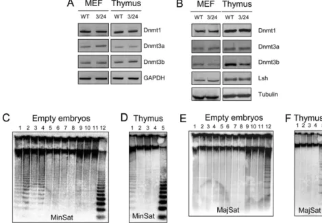 Fig. S3. Hypomethylation of minor satellite repeats in mEx3/mEx24 embryos. ( A ) RT-PCR analysis using speci ﬁ c primers for Dnmt1, Dnmt3a, and Dnmt3b, in MEF and thymus derived from WT and mEx3/mEx24 (3/24) embryos