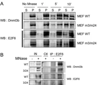 Fig. S8. Hypomethylation of germ line genes in mEx3/mEx24 embryos. ( A ) Methylation analysis of the proximal promoter region of the indicated germ line genes by MSRE