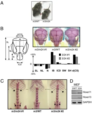 Fig. 1. Dnmt3b mutant mice exhibit developmental defects of the skull and homeotic transformations of the skeleton