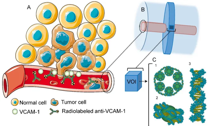 Figure 1. (A) VCAM-1 mediated cancer infiltration into the brain parenchyma; anti-VCAM-1 radionuclide immunoconstruct binds VCAM-1 and irradiates the  metastasis