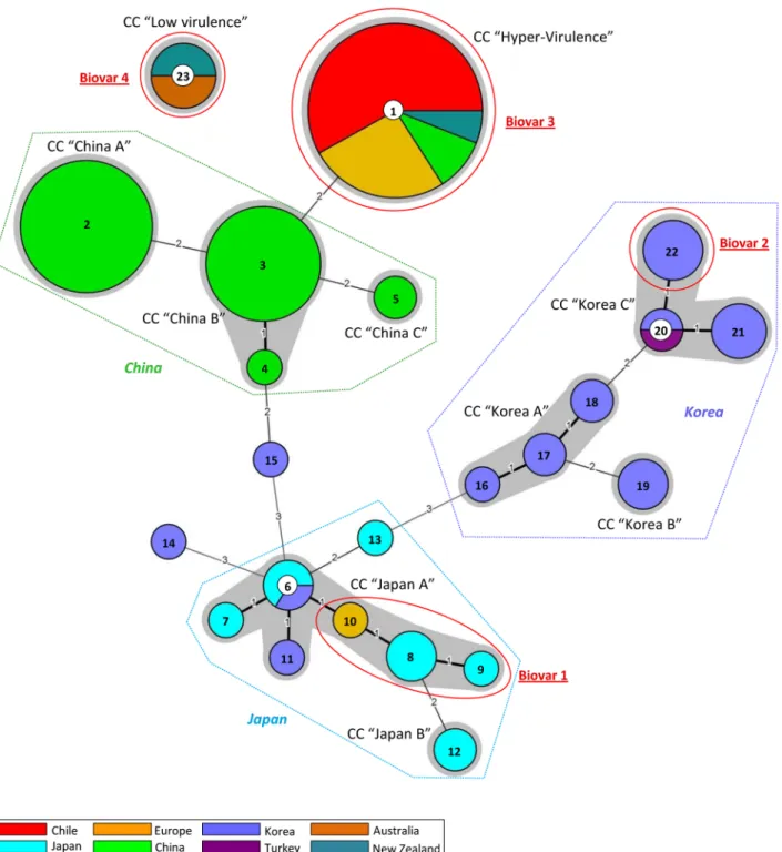 Fig 3. Minimum spanning tree of 142 Psa strains obtained by MLVA6 — Panel 1. The MST was obtained by Bionumerics 7.5 analyzing the whole complex of strains on the basis of the six Panel 1 VNTR loci