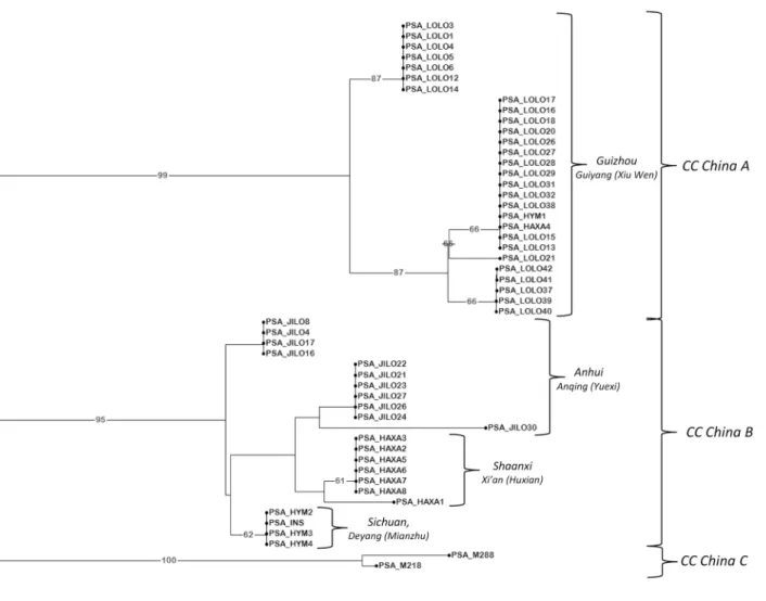 Fig 5. Unweighted Neighbor-Joining dendrogram of the strains from China. The UNJ dendrogram represents results from the analysis of the fifty-two strains enclosed in the “ China ” group (see Fig 3) with the complete set of 13 VNTR loci