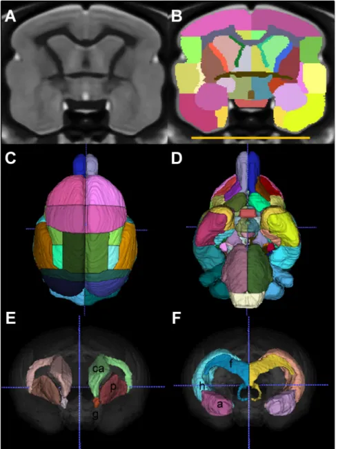 Fig. 1. Labeling of the mouse lemur atlas. Brain structure delineations are shown in a coronal section (B) together with the corresponding template image (A)