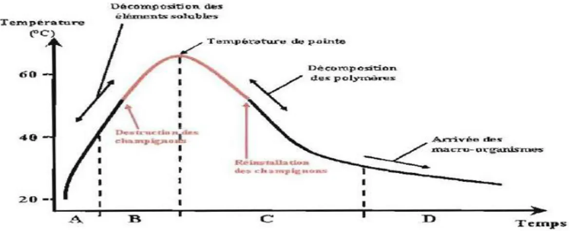 Figure 4 : Allure théorique de l'évolution des températures au cours du compostage Source :  KABüRE, 2010 