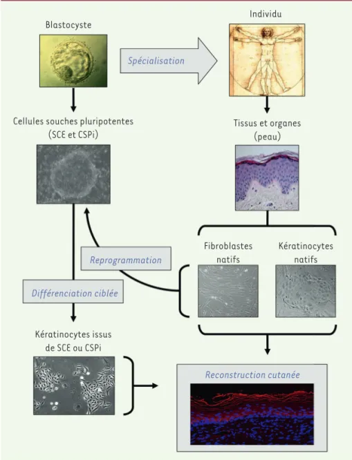 Figure 1. Différentes origines de kératinocytes d’intérêt pour la reconstruction cutanée