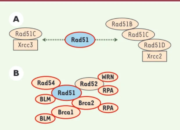 Figure  4. Complexes  protéiques  de  recombinaison  homomogue chez  les  mammifères.  A