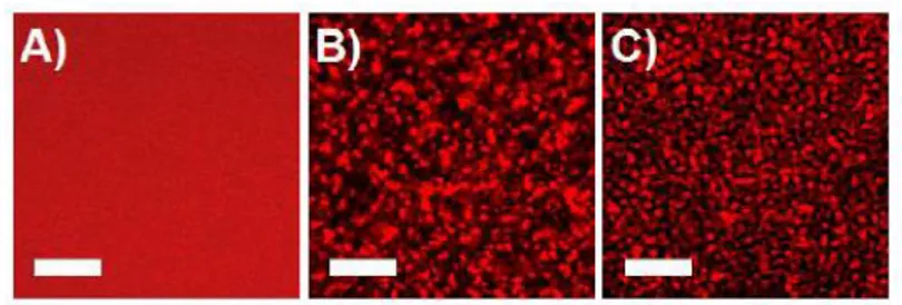 Figure 7. Confocal scanning microscopy images for 