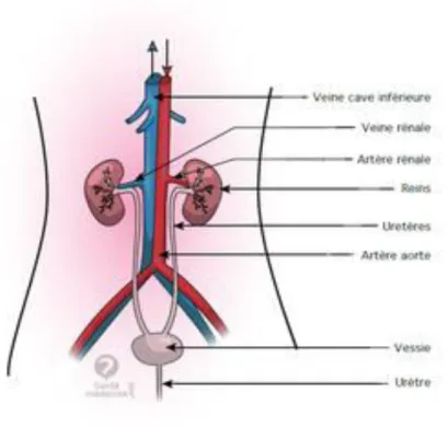 Figure 01 : L ’ anatomie de l ’ appareil urinaire. (www.Santé médecine.com) 