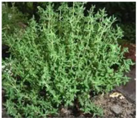 Figure 09: Thymus vulgaris  Thymus  vulgaris est  un  petit  sous-arbrisseau vivace,  touffu  et  très  aromatique  de  7  à 30 cm de hauteur, d'un aspect grisâtre ou vert-grisâtre .
