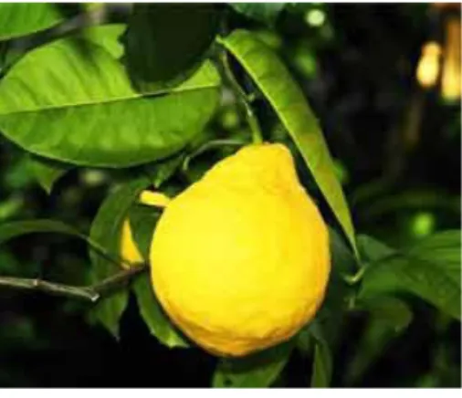 Figure 12: Citrus limon  Le citronnier c'est un petit arbre à feuilles persistantes, originaire de l'Inde et de  Chine, largement cultivé dans le bassin méditerranéen, la Californie, la Floride, l'Amérique  Centrale et du Sud, Le fruit et la feuille du cit