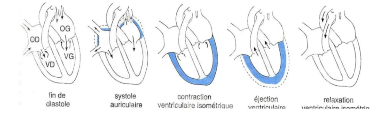 Figure n° 01 : Le cycle cardiaque 2 . 