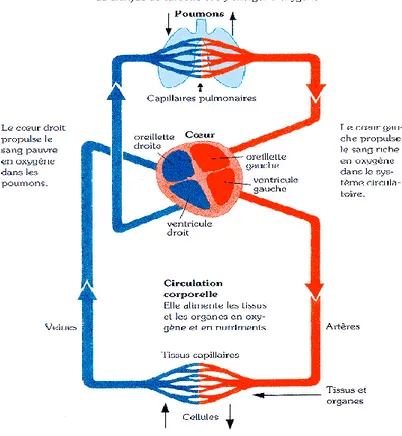 Figure n° 02 : Circulation pulmonaire et circulation systémique 1 . 