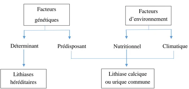 Figure 1. Interaction entre les facteurs environnementaux et les facteurs génétiques de susceptibilité [21] 