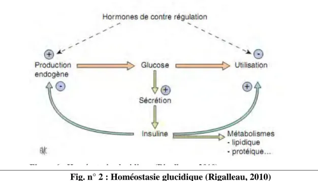 Fig. n° 2 : Homéostasie glucidique (Rigalleau, 2010) 