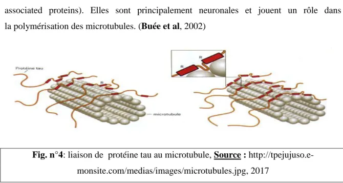 Fig. n°4: liaison de  protéine tau au microtubule, Source : http://tpejujuso.e- http://tpejujuso.e-monsite.com/medias/images/microtubules.jpg, 2017 