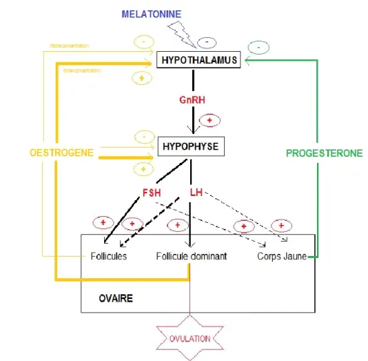 Figure I  -1 : Schéma des interactions hormonales (Kainer RA. Wiley- Blackwell; 2011)