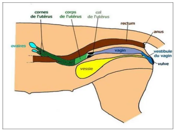 Figure I -7: Schéma de l’anatomie du tractus génital de la jument (Charlot- Valdieu A