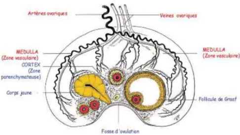 Figure 9: Schéma des différences stades fonctionnels de l’ovaire chez la  jument. D’après S.Sawaya – Anatomie Comparée – Vetagro-Sup 