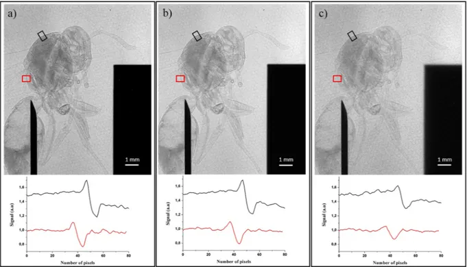 Figure 3.  Raw x-ray phase contrast images of the wasp. The knife edge is simultaneously imaged to control  the corresponding effective x-ray source size