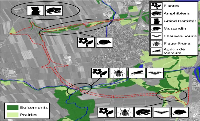 Figure I) III.1 : plan de dérogation de destruction et/ou de déplacement des espèces à  (STRASBOURG Allemagne) 