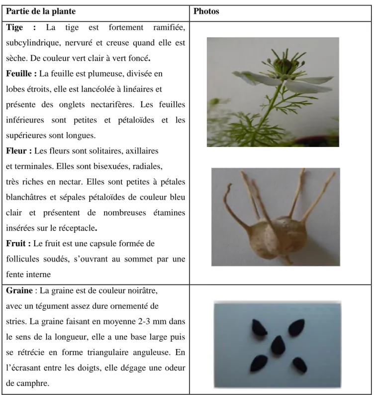 Tableau 2 : les défirent parties de plant de N Sativa. (KHELFAOUI et IKHLEF. 2016) 