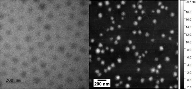 Figure  2 : Real-space images of the microgel particles (CC = 10 mol%) in the dried state