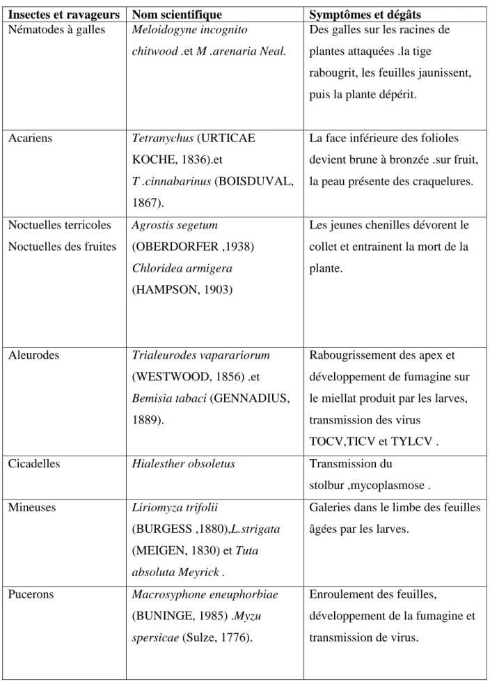 Tableau 4 : les ravageurs de la tomate (ZIRIS .2011).   