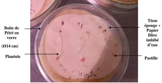 Figure  16:  Dispositif  de contamination des plantules  de tomate dans une boite de Pétri  en  verre