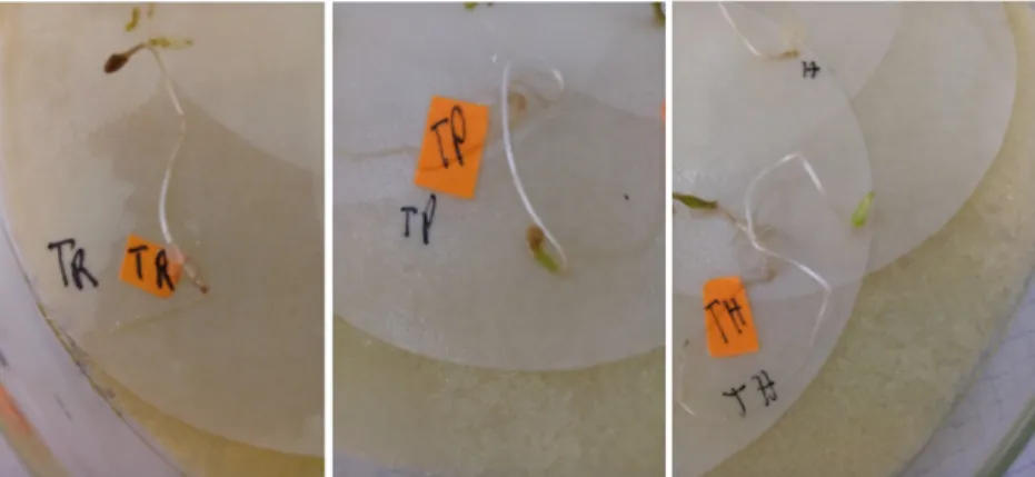 Figure 17: les plantules témoins ne présentant aucune nécrose des trois variétés Rio Grande,  Pietro F1 et Hibrido F1 (originale 2017)