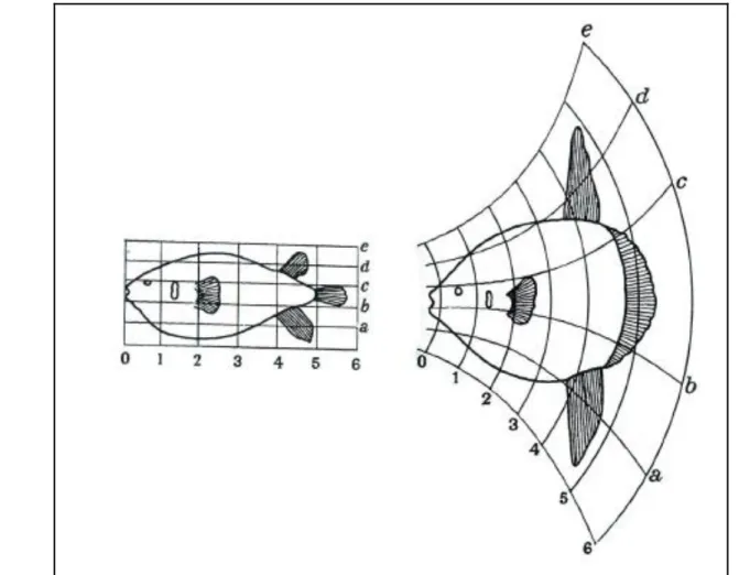 Figure 5: Grille de déformation de D'Arcy Thompson's (1917) montrant les changements de conformation   entre le Diodon et le poisson lune Mola
