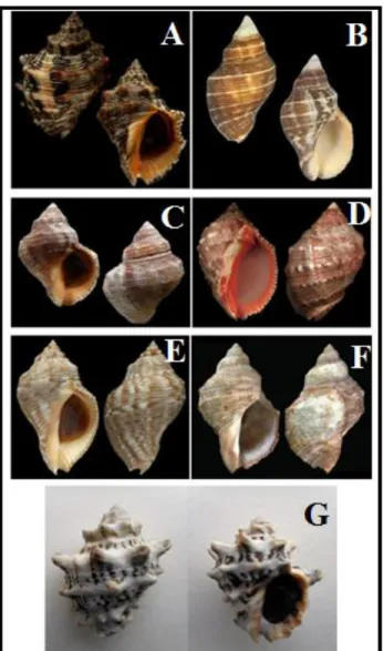 Figure 8 : Différentes espèces et sous-espèces du complexe Stramonita haemastoma. A : S.biserialis, B : S