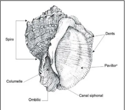 Figure 10 : Morphologie externe de  la coquille de S. haemastoma [G]. 