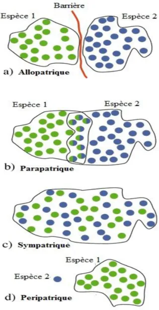 Figure 1 : Modèles de spéciation basé sur des subdivisions géographiques [A]. 