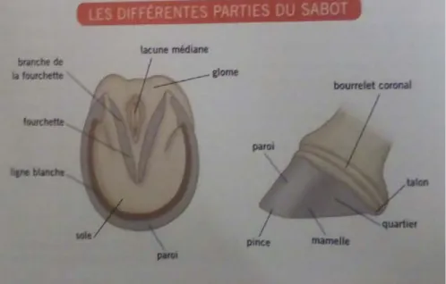 Figure 3 : Les différentes parties du sabot du cheval (pageat, 2011) 