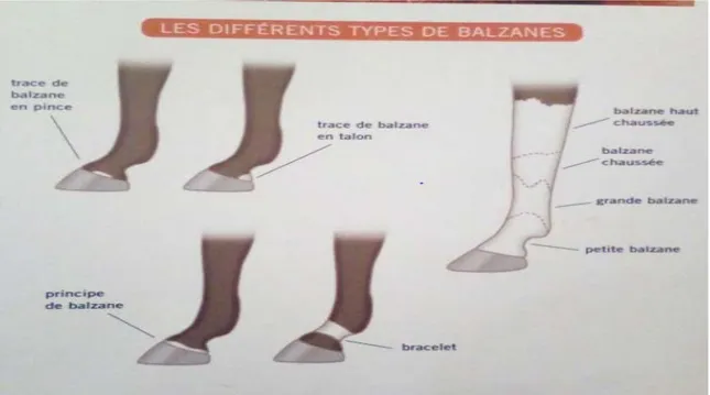 Figure 05  : les différents types de Balzanes (Pageat,2011) 