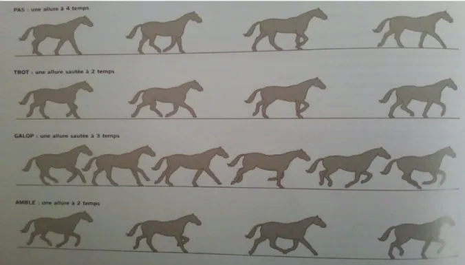 Figure 06  : les allures du cheval (pageat, 2011) 