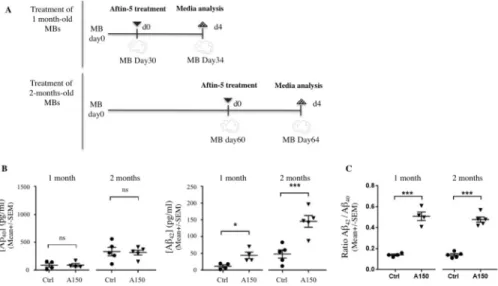 Fig 2. Chemical induction of APP cleavage in vitro upregulates both Aβ 42 and Aβ 42 /Aβ 40 ratio without altering A β 40 levels