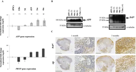 Fig 3. APP and PrP C expression in MBs during culture. (A) Real-time PCR analysis shows APP and PRNP gene expression at different times during culture