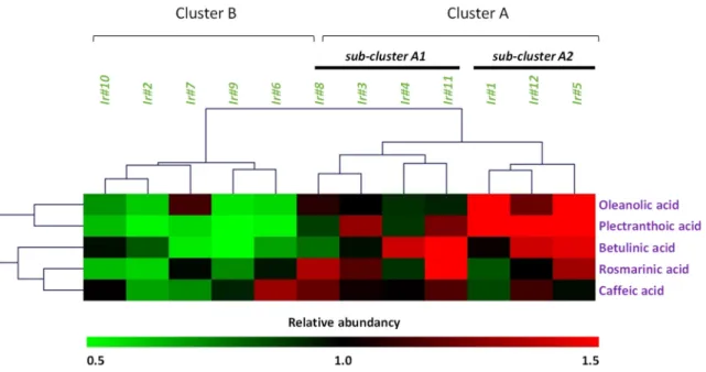 Figure 5. Hierarchical clustering analysis (HCA) of twelve I. rugosus callus extracts related to their  phytochemical profile