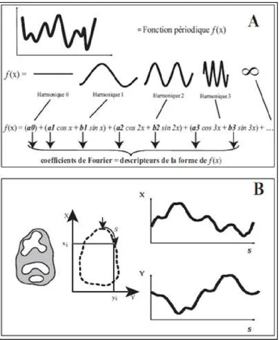 Figure 5: A, Principe de la Transformée de Fourier ; B, Le contour externe de la vue occlusale d’un molaire bunodonte  (ici première molaire inférieure de muriné) génère deux fonctions périodiques d’après l’abscisse curviligne (S) selon X  et Y (Cucchi et 
