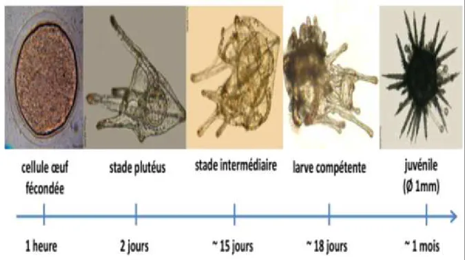 Figure 18: Chronologie du cycle de vie de l'oursin Paracentrotus lividus (Miard et Couvray, 2014)