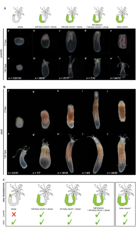 Figure  1.  Oral  regenerative  capacity  analyzed  in  juveniles  (Aa-e,  Aa’-e’)  and  adults  (Bf-j,  Bf’-j’)  from 