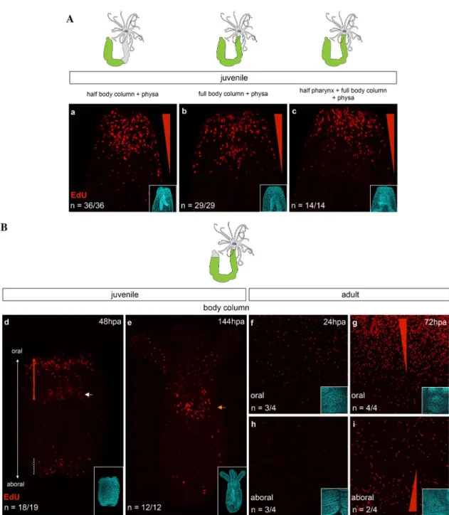 Figure 2. A. Cell proliferation in juveniles at 48hpa for [half body column + physa] (a), [full body column 